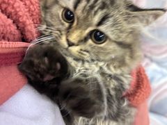 -瑞鹏宠物医院·骨科·猫科·内科(第一中心)