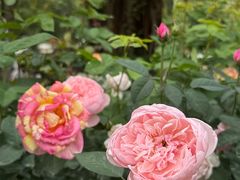 -人民公园(罗湖区)