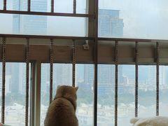 -有喵·猫咖·狗咖·30几只猫10只小狗(岗厦店)
