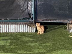 -快网网球俱乐部(长宁区金桥花园球场)