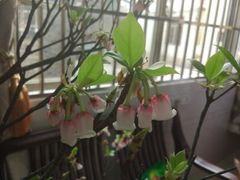 -芬芳甜品(同福路店)