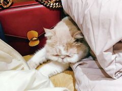 -滚猫咖啡·猫咖·猫友好撸猫(未来城店)