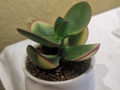 -维兰西餐(万泉河店)