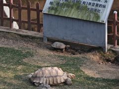 -广东惠东海龟国家级自然保护区