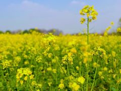 -国际非物质文化遗产博览园