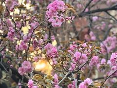 -洛阳市隋唐城遗址植物园