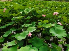 -大兴滨河森林公园