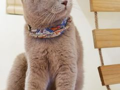 -猫にゃん · 猫的隐藏屋猫咖(麦地旗舰店)