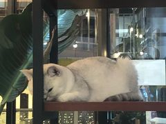 -松果猫咖(桐乡吾悦金街店)