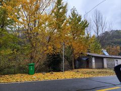 -千年银杏谷文化旅游区