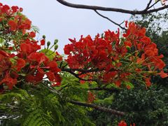 -东莞植物园