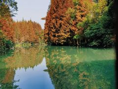 -桤木河湿地公园