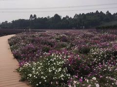 -紫颐香薰山谷景区