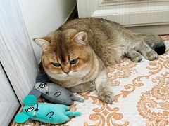 -喵zoo家庭繁育猫舍(尖东智能花园店)