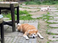-金山嘴渔村