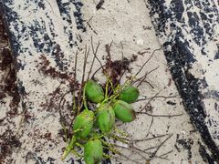 -白沙滩