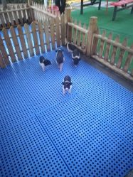 -萌宠亲子动物乐园(槐房万达店)