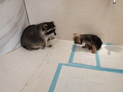 -浣熊柯尔鸭土拨鼠·电玩咖