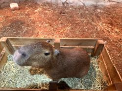 -Zoolung Zoolung动物主题公园(海信广场店)