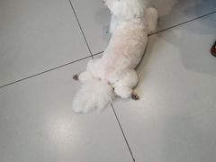 -北京观赏动物医院·24小时大型综合·猫专科·异宠专科