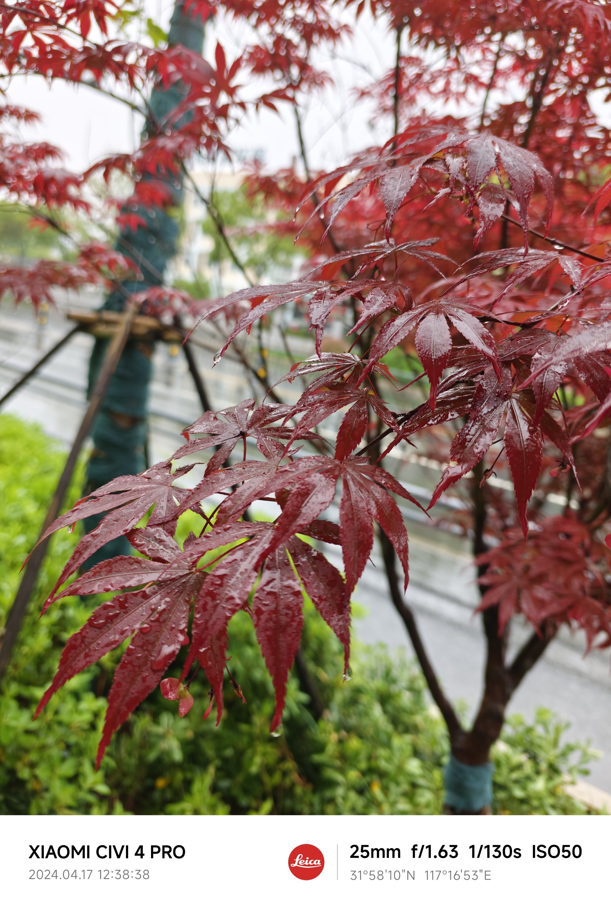 下雨天花草图片大全图片