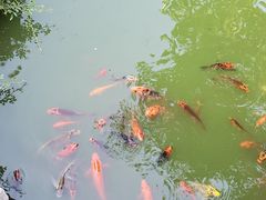 -老幺泉水鸡