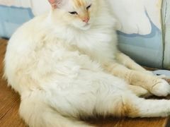 -猫小院猫主题咖啡厅(北锣店)