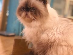 -猫小院猫主题咖啡厅(北锣店)
