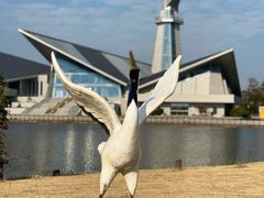 -盐城丹顶鹤湿地生态旅游区