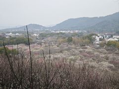-香雪海