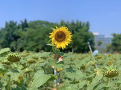 -光明小镇欢乐田园