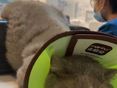 -御宝贝·A梦猫科宠物医院(国际猫友好医院)