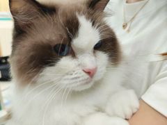 -乐琪宠物医院·犬猫专科·骨外科·急重症