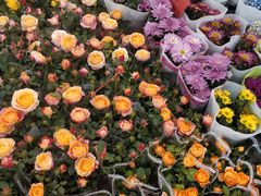 -双季花艺园艺市场(浦东店)