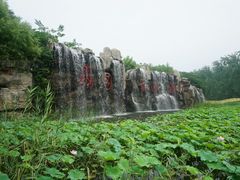 -微山湖红荷湿地景区