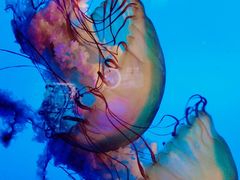 -太平洋海底世界博览馆·展览厅