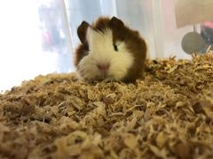 -钓仓鼠(洋桥北里小区店)