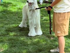 -爪吧宠物乐园 (温榆河示范区店)