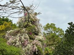 -深圳国际园林花卉博览园