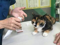 -瑞派动物医院·猫专科·至诚(江南中分院)