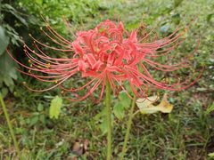 -广州神农草堂中医药博物馆