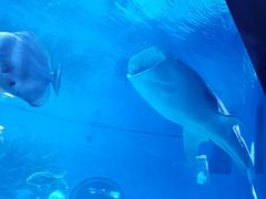 -烟台海昌鲸鲨海洋公园
