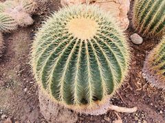 -北京植物园-展览温室