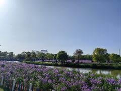 -荷兰花海