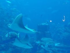 -迪拜帆船酒店海底餐厅