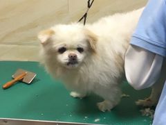 -安安宠医·安宠宠物医院