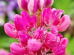 -花开海上生态园