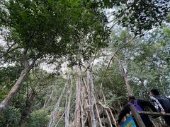 -中国科学院西双版纳热带植物园