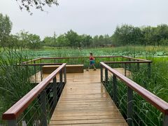 -东郊湿地公园