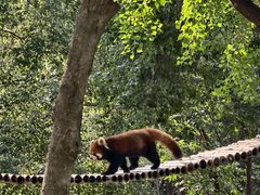 -合肥野生动物园